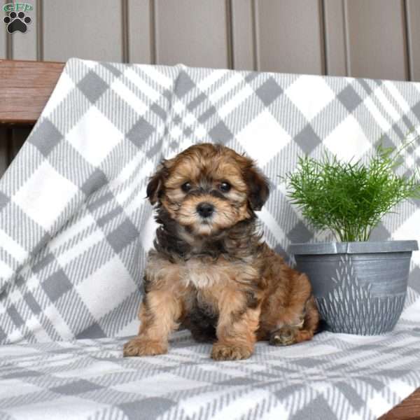 Jasmine, Havapoo Puppy