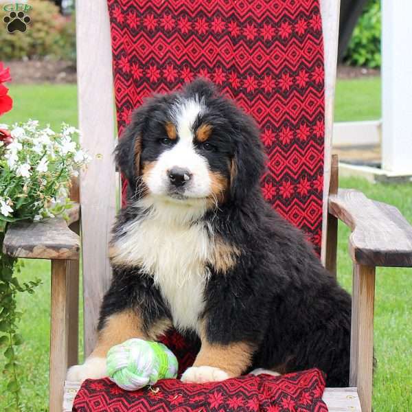 Jason, Bernese Mountain Dog Puppy