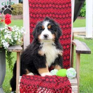 Jason, Bernese Mountain Dog Puppy