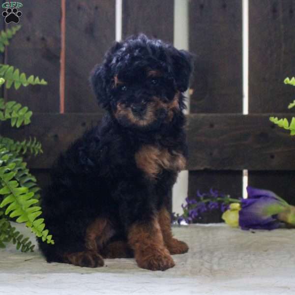 Jasper, Mini Bernedoodle Puppy