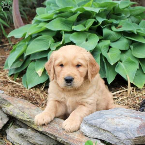 Jasper, Golden Retriever Puppy