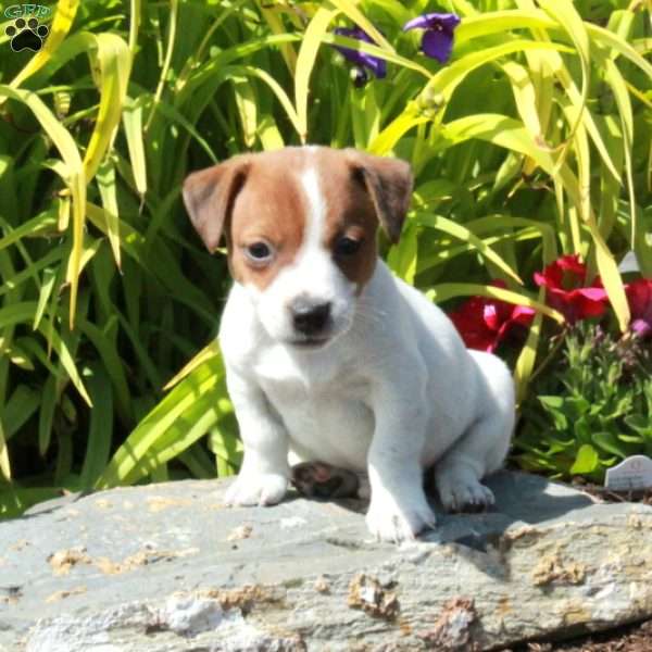 Jasper, Jack Russell Terrier Puppy