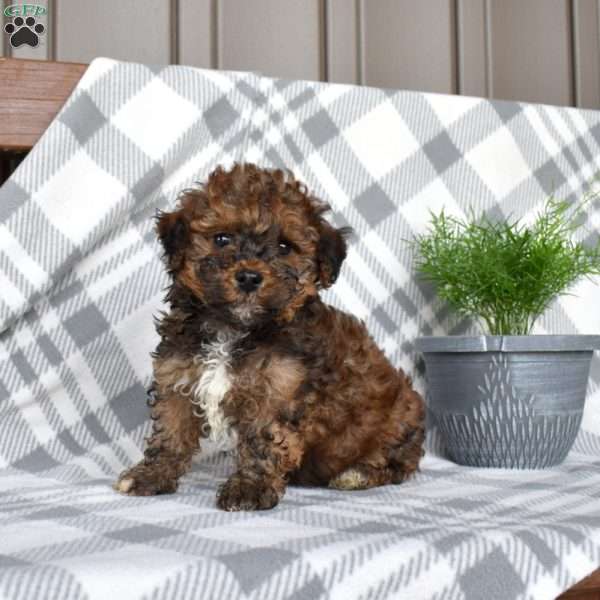 Jasper, Havapoo Puppy