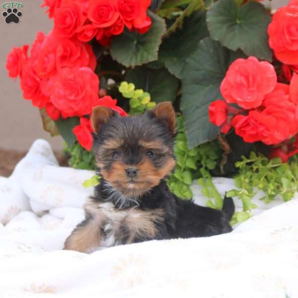 Jasper, Yorkie Puppy