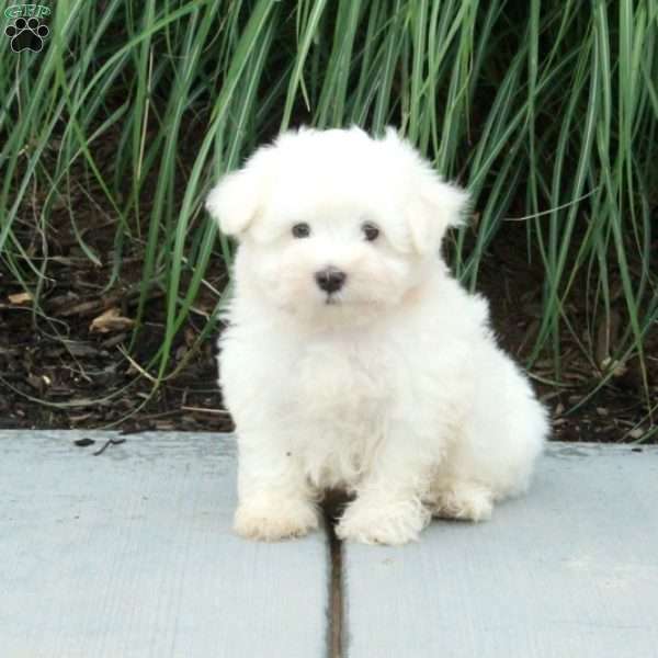 Jasper, Maltese Puppy
