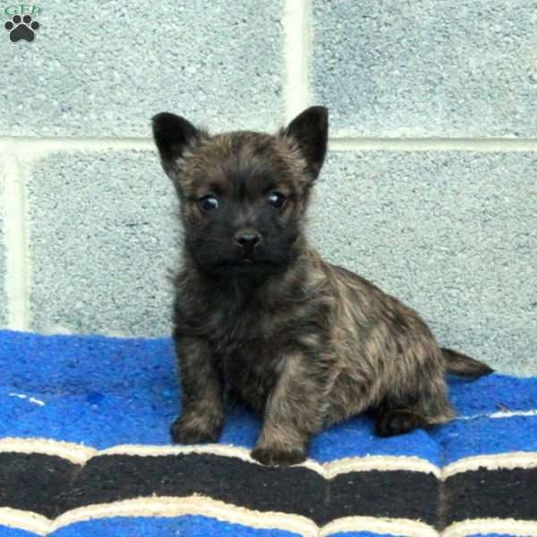 Jasper, Cairn Terrier Puppy