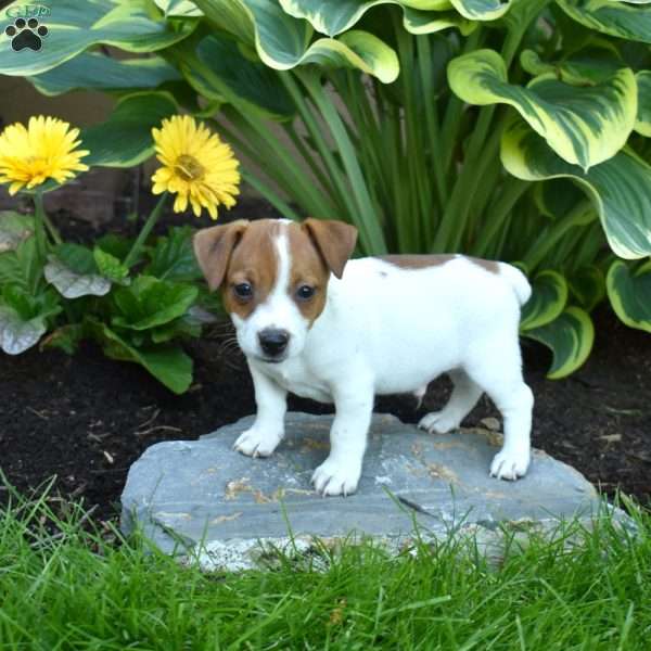Jasper, Jack Russell Terrier Puppy