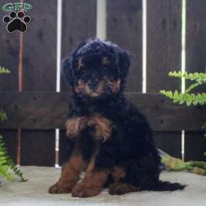 Jasper, Mini Bernedoodle Puppy