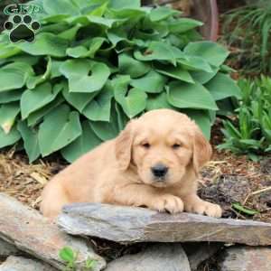 Jasper, Golden Retriever Puppy