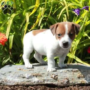 Jasper, Jack Russell Terrier Puppy