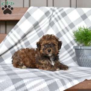 Jasper, Havapoo Puppy