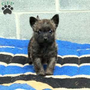 Jasper, Cairn Terrier Puppy