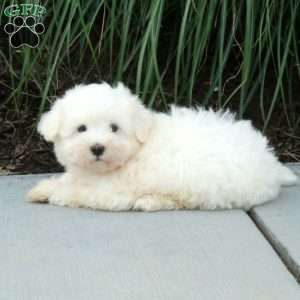 Jasper, Maltese Puppy