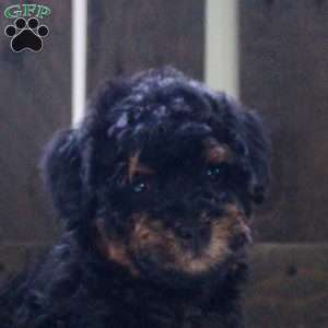 Jasper, Mini Bernedoodle Puppy
