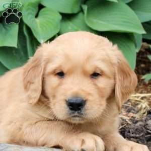 Jasper, Golden Retriever Puppy