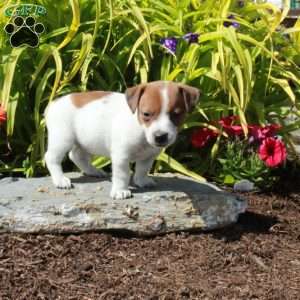 Jasper, Jack Russell Terrier Puppy