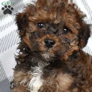 Jasper, Havapoo Puppy
