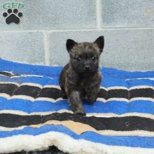 Jasper, Cairn Terrier Puppy