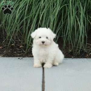 Jasper, Maltese Puppy