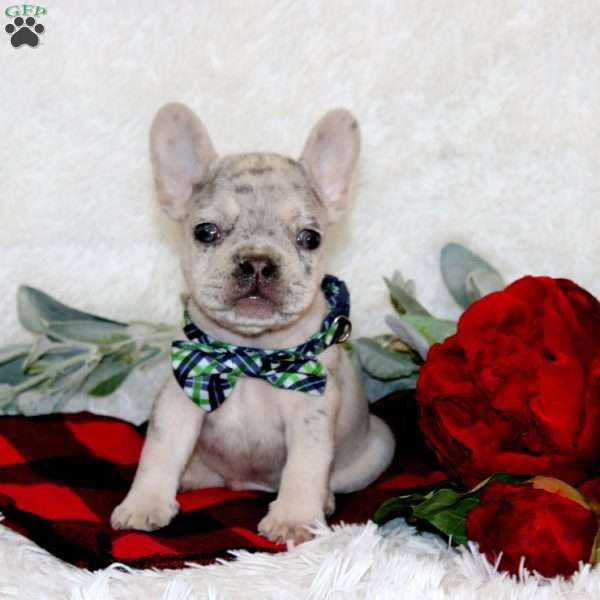Jasper, French Bulldog Puppy