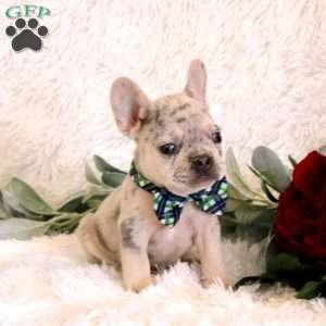 Jasper, French Bulldog Puppy