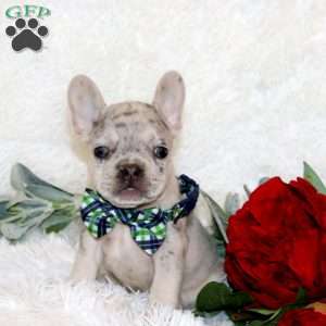 Jasper, French Bulldog Puppy