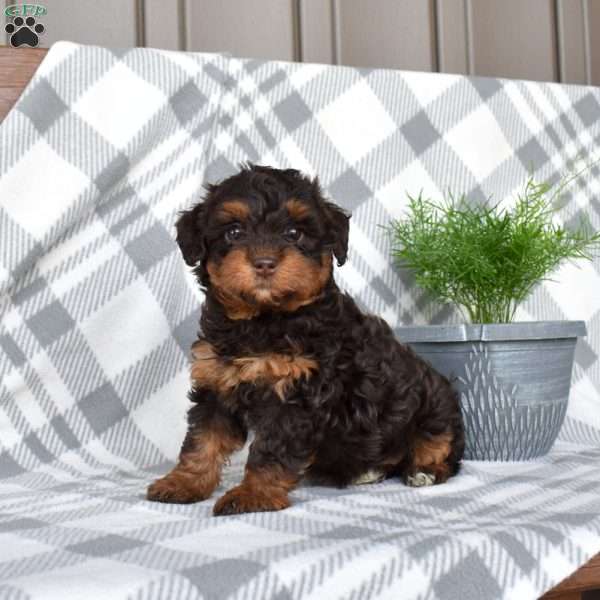 Java, Havapoo Puppy
