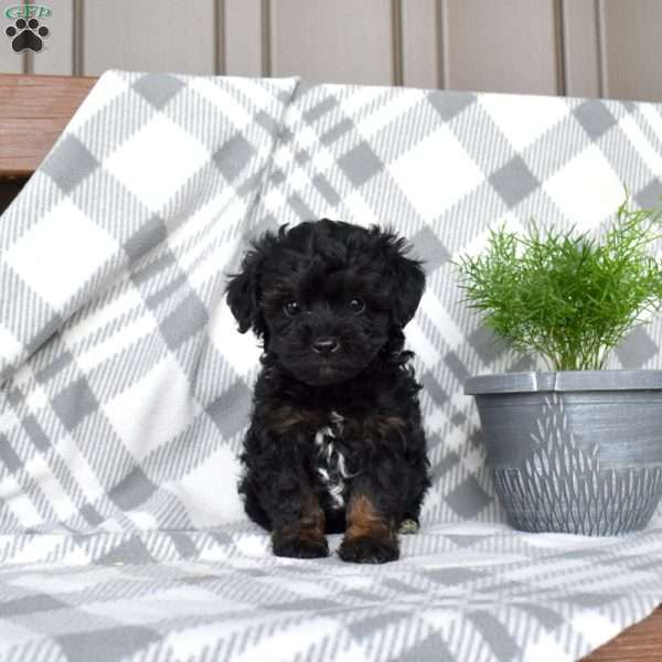 Jax, Havapoo Puppy