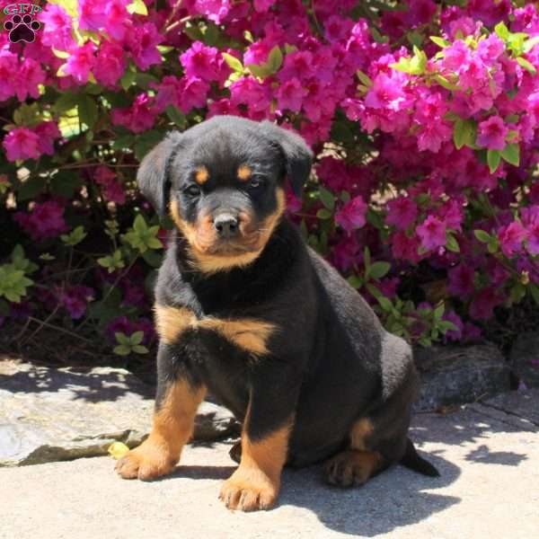 Jaxon, Rottweiler Puppy