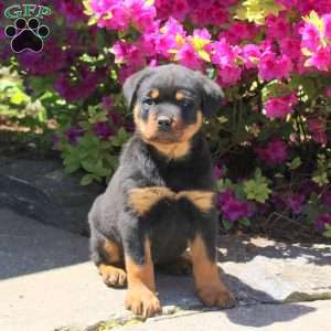 Jaxon, Rottweiler Puppy