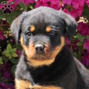 Jaxon, Rottweiler Puppy