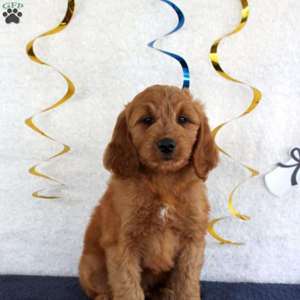 Jaxon, Mini Goldendoodle Puppy