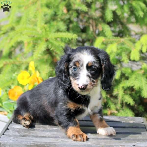 Jay, Dachshund Puppy