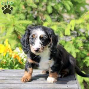 Jay, Dachshund Puppy