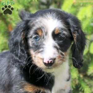 Jay, Dachshund Puppy