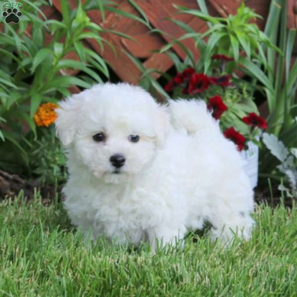Jayda, Bichon Frise Puppy
