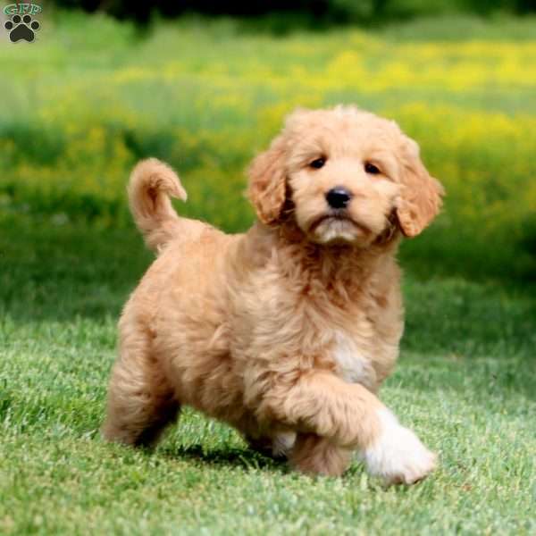 Jayda, Goldendoodle Puppy