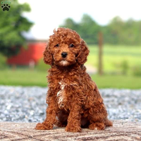 Jayda, Miniature Poodle Puppy