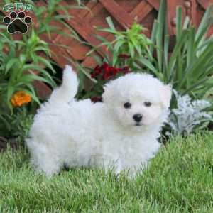 Jayda, Bichon Frise Puppy