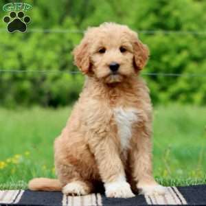 Jayda, Goldendoodle Puppy