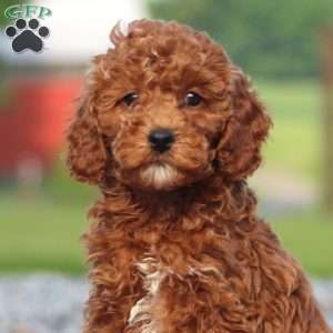Jayda, Miniature Poodle Puppy