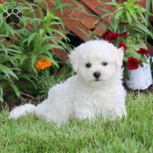 Jayda, Bichon Frise Puppy