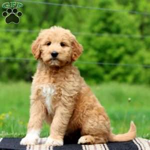 Jayda, Goldendoodle Puppy