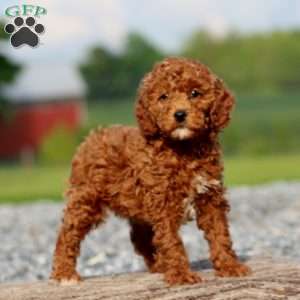 Jayda, Miniature Poodle Puppy