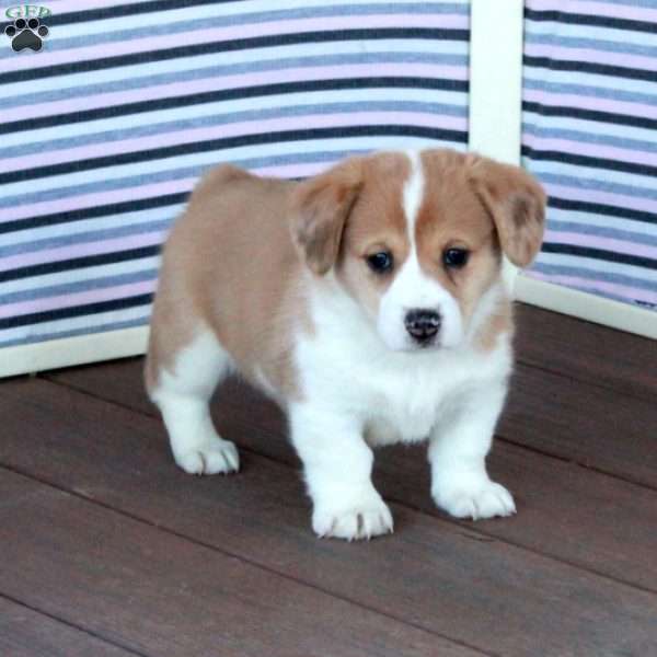 Jean, Welsh Corgi Mix Puppy