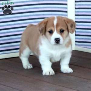 Jean, Welsh Corgi Mix Puppy