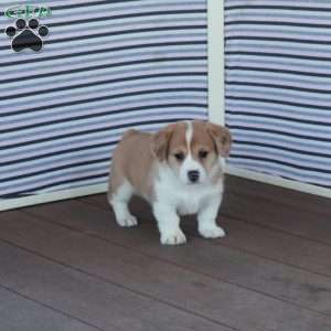 Jean, Welsh Corgi Mix Puppy