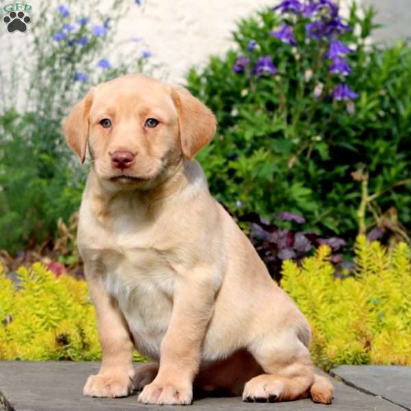 Jeff, Yellow Labrador Retriever Puppy