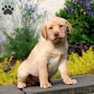 Jeff, Yellow Labrador Retriever Puppy