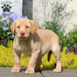 Jeff, Yellow Labrador Retriever Puppy